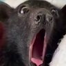 Bat woah's profile picture