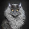 Profilbild von the cat lady