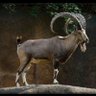 Фото профиля Waleed fari