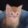 ian profil fotoğrafı