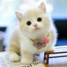 绒绒爪爪's profile picture
