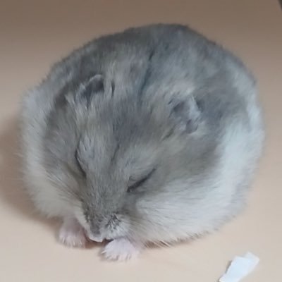 Yeager_ham's profile picture