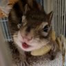 シュクル🐿゙'s profile picture