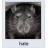 Profilbild von Raat