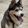 Фото профиля 🦋 Ken | Always a Friend to Dogs.🐕