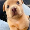 Фото профиля Internet Dog 🇮🇪