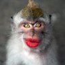 Aaron Josh's profile picture