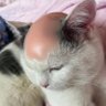 DTB🐾 profil fotoğrafı