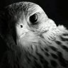 KK's profile picture