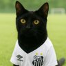 Gatinho da Vila 的头像