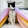 HRH Tilly Cat ๐ ๐บ๐ฆ๐บ๐ฆ๐บ๐ฆ๐ฎ๐ช๐ฎ๐ช๐ฎ๐ช's profile picture