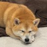 アイG 的头像