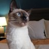 NuMoka🐇 profil fotoğrafı