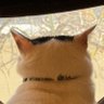 猫は最高傑作🫑💋✊🍩🪴 profil fotoğrafı