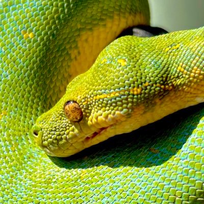 GTPGGooo's profile picture