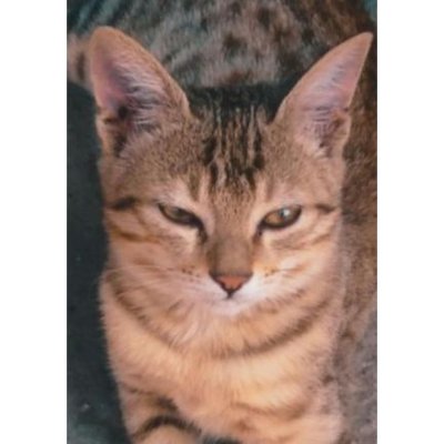 Gaurav's profile picture