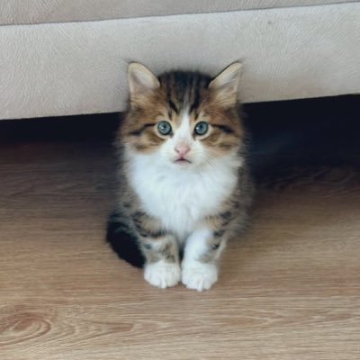 Artemisia's profile picture