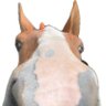 Profilbild von 田中サンパウロ