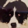 Profilbild von Susan