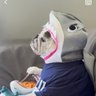 Фото профиля 解凍こーじ