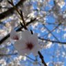 Фото профиля ネイビーまみれ