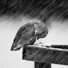 Paul🦅 🇺🇸 🕊 的头像