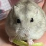 ベルウッドJ.H.L's profile picture