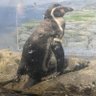 ぽすか profil fotoğrafı