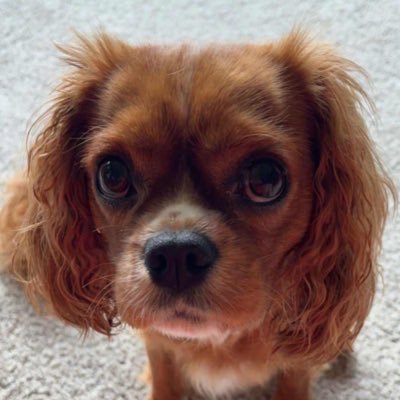 Phirb's profile picture