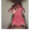 D's profile picture