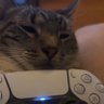 GameGuava's profile picture