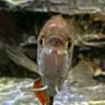 GillyTheKid45 profil fotoğrafı