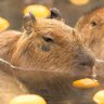 Z 温泉好きカピバラ 的头像