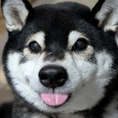 黒柴の春吉's profile picture
