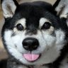 黒柴の春吉 的头像