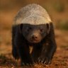 Varun profil fotoğrafı