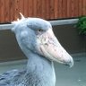 賀喜くけ子 的头像