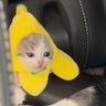 nanicona's profile picture
