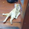 kucing duduk's profile picture