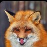 Profilbild von Ксеня _🦊🇷🇺