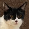 Petunia🌻 profil fotoğrafı