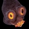 Tapeworm 🪱🫀 profil fotoğrafı