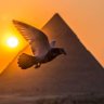 مهندسة لمياء 🇪🇬 (تغريدة مصرية) 的头像