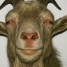 Hardekoyah 𓅓's profile picture