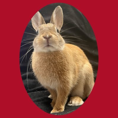 4294967296やっちゃがさん's profile picture