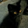 小王子 profil fotoğrafı