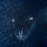 Cloonus's profile picture
