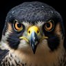 Falcon profil fotoğrafı