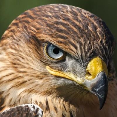 فيصـل's profile picture