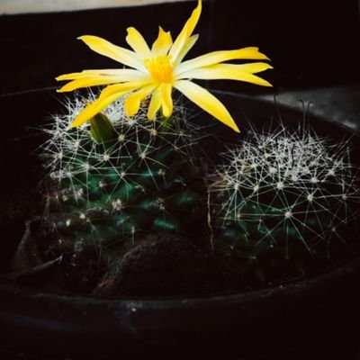 OneHappyInsaan's profile picture